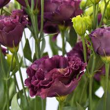 Image result for eustoma lisianthus in garden