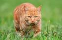 Six interesting facts about ginger cats | Pets4Homes