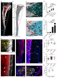 A diagram of the anatomy of a bone, showing the compact bone. A Network Of Trans Cortical Capillaries As Mainstay For Blood Circulation In Long Bones Abstract Europe Pmc