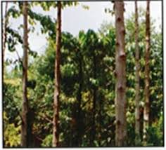 The only crop which was originally planted by foresters and that has since many more private companies joined the move towards developing plantations. Malaysian Timber Industry Board Mtib Official Portal Development Of Forest Plantation
