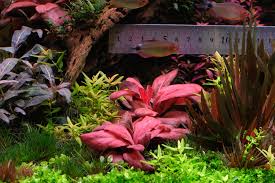 Image result for Lysimachia brevipes