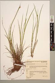 Image result for Prismatocarpus