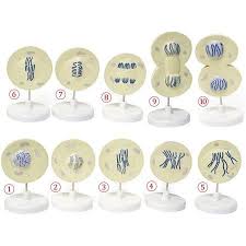 Walter Products Mammal Cell Meiosis Model Walmart Com Meiosis Meiosis Activity Mitosis Meiosis