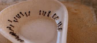 Apple cider vinegar and water solution spray can also help. Does Baking Soda Kill Ants Your Questions Answered Abc Blog