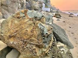 In the early 2000s huntington state beach had more than 500 pits. Hospital Patients Canary In Coal Mine Oc School Board Sues State Orange County Ca Patch