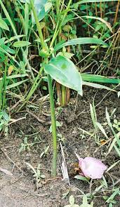 Image result for Aframomum alboviolaceum