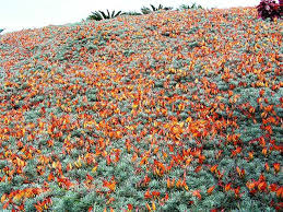 Image result for Lotus namulensis