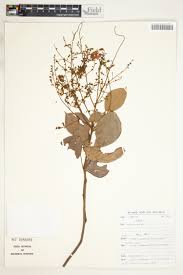 Image result for Agelaea pentagyna