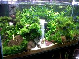 Ikan pedang juga salah satu dari jenis ikan hias air tawar yang juga bisa kita pelihara tanpa dilengkapi gelembung udara. Desain Aquarium Air Tawar Model Terbaik Harga Murah Hingga Sekarang