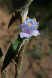 Image result for Cyanotis speciosa