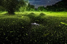 نتیجه جستجوی لغت [fireflies] در گوگل
