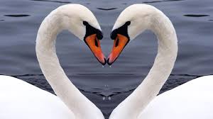 Sinónimo novato ► sustantivo masculino plural 2 coloquial pareja de enamorados: 10 Animales Fieles A Su Pareja Hogarmania