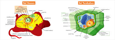 Sel hewan dan sel tumbuhan png. 21 Perbedaan Antara Sel Hewan Dan Sel Tumbuhan Informasainsedu