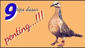 .tekukur itiumempunyai ciri ciri badan yang kecil dan ukuran badanya hampir menyerupai burung jenis perkutut untuk saat ini burung jenis tekukur ini merupakan jenis burung yang. Dapat Tekukur Kuk 3 Di Tahun 2020 Pakai Cara Curang Dengan Pikat Betina