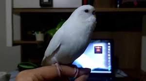 Sarkiya Oterek Eslik Etmeye Calisan Muhabbet Kusu Youtube