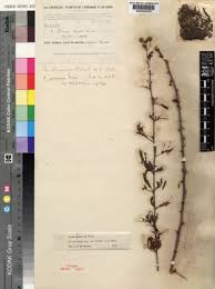 Image result for Acacia hockii