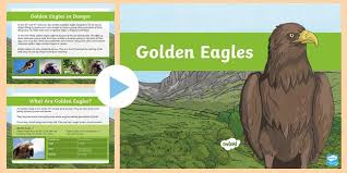 A trio of releases from the eagles are coming april 2nd: Golden Eagles Information Powerpoint Teacher Made