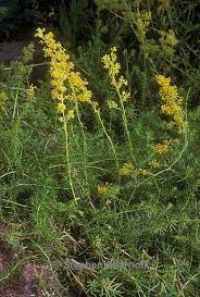 Image result for Galium verum