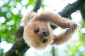 Sloths Save The Endangered Animals Animals Cute Baby Sloths Baby Animals