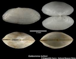 Image result for Galeomma