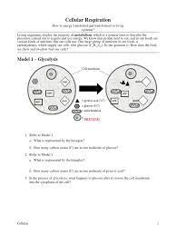Cellular respiration pogil activities biology answer key. 13 Cellular Respiration Key Copy Cellular Respiration Adenosine Triphosphate