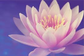 Check spelling or type a new query. 80 000 Best Lotus Flower Photos 100 Free Download Pexels Stock Photos
