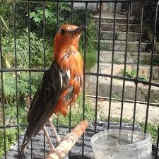 We did not find results for: Cara Perawatan Burung Anis Merah Mabung Paling Tepat