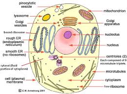 31 Plant Cell Color And Label Labels Database 2020