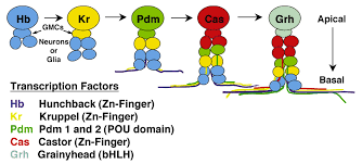 Cellular Diversity In The Developing Nervous System A Temporal View From Drosophila Development