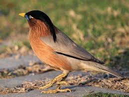 Black Bird With Orange Belly Brahminy Starling Sturnus Pagodarum Photo By Rajesh Kalra Via Oriental Bird Club Native To India Also Called The Brahmin Starling Bird Beautiful Birds