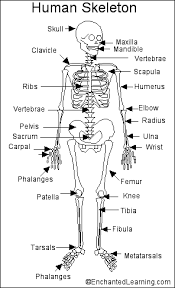 Have you ever seen fossil remains of dinosaur and ancient human bones in these bones are attached to many little muscles that give you very exact control over how you the smallest bone in the human body is called the stirrup bone, located deep inside the ear. Human Skeleton Printout Enchantedlearning Com