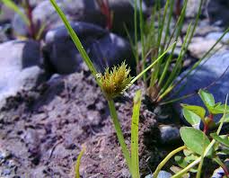 Image result for Cyperus squarrosus