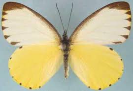 Image result for Globimetula anguliflora