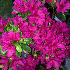 Rhododendron Girard S Fuchsia Azalea Rhododendron Plants Flowers