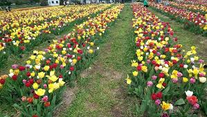 This annual event is a beautiful way to get out and enjoy nature as you pick your own flowers directly from the fields. Spring Burnside Farms