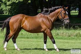 iMake.porn - Horse pussy