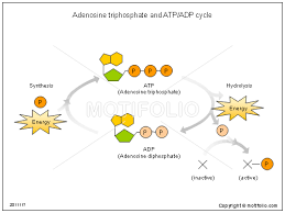 Energy is required to do this, but when one of these breaks off, energy is released and adp is formed. Atp 3 Molecules Energy And Phosphate Are Released Adp 2