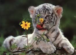 Find and download white tiger hd wallpapers wallpapers, total 19 desktop background. White Tiger Cubs Hd Wallpapers Cute Animals Cute Baby Animals Baby Animals