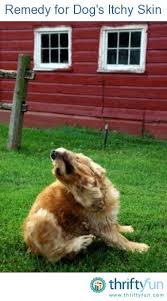 Remedy For Dog S Itchy Skin Dog Itching Dog Remedies Dog Skin