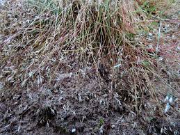Image result for Leptochloa panicea