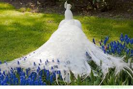 Maybe you would like to learn more about one of these? White Peacock Symbolism White Peacock Meaning