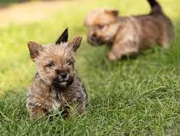 Submitted 2 years ago by collie1979. Norwich Terrier 2021 Charakter Wesen Bilder Der Rasse