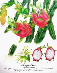 Joyce Y Chen Dragon fruit drawing in colour pencils | fruit drawing i am showing how to draw a dragon fruit using colored pencils. joyce y chen