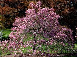 Magnolia tree definitive types planting and care. How To Prune A Magnolia Tree