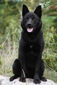 Australian Kelpie Dog Breed Information American Kennel Club Australian Kelpie Dog Australian Dog Breeds Australian Kelpie