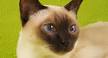 The Tonkinese - Pet Health Network