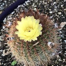Ever wonder what the saguaro cactus flowers smell like? What Is The Cactus With A Yellow Flower Quora