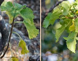 Image result for Obetia