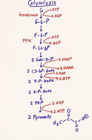 Mcat Study Blog Bio Lecture 8 Glycolysis All You Need To Know Mcat Study Mcat Study Tips Biochemistry Notes