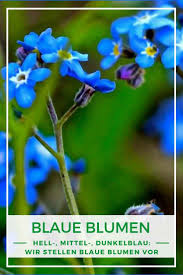 Gartenideen In Blau Gartenhaus Und Beet Passend Anlegen Garten Blaue Blumen Garten Ideen